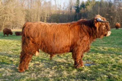 BIO Hochlandrinder Jungstier