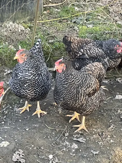 Legehennen Hühner Grünleger Olivleger Meran