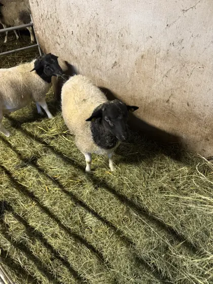 Dorper Widder Hb fähig Bio