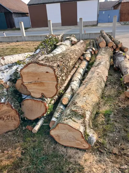 Birkenstämme bzw. Birkenbloch