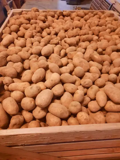 Verkaufe Futterkartoffel