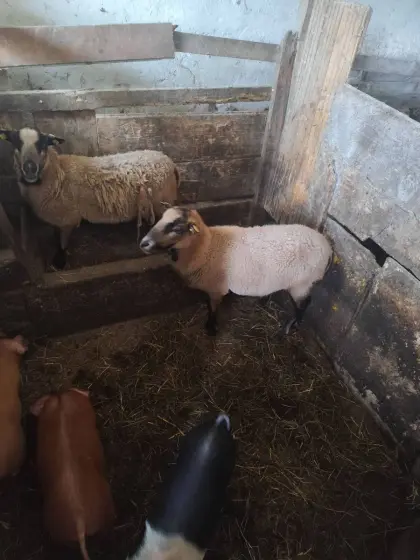 Kamerun-Schafe weiblich und einen Widder