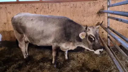 Tiroler Grauviehkuh Bio