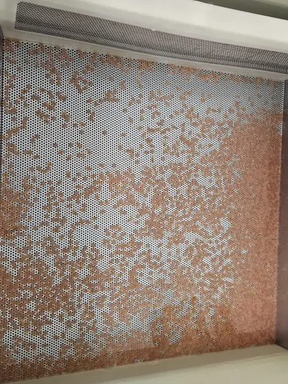 Regenbogenforellen, Goldforellen aus Hobbyzucht