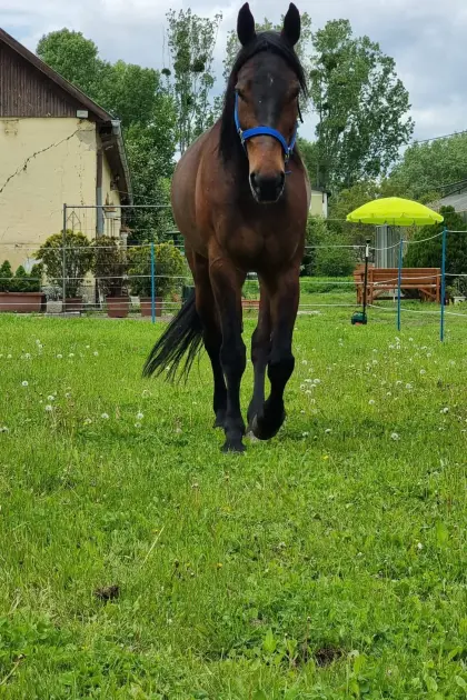 13-jähriger Traberwallach