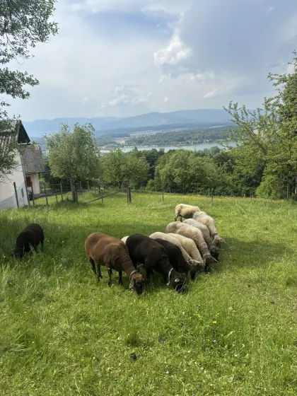Jura und Jura Kreuzungslämmer