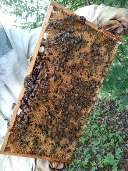 Carnica Bienenvölker, Wirtschaftsvölker, Ableger, Zander