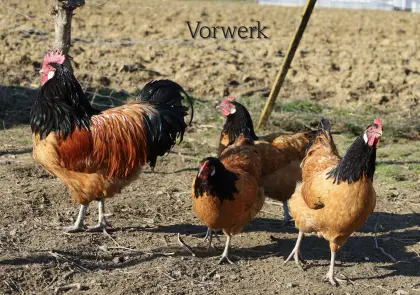 Brahma, Sulmtaler, Vorwerk, Deutsches Lachshuhn zu verkaufen