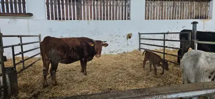 Red Wagyu-Kuh mit Kuhkalb Herdbuch/Fullblood