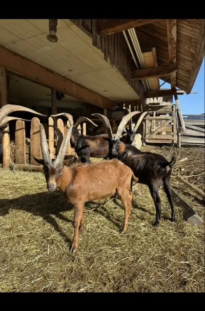 Verkaufe einjährigen Aosta-Bock mit sehr starkem Hornansatz