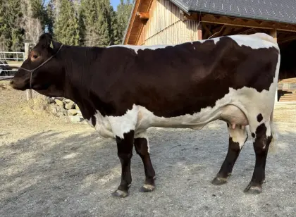 Original Bio Pinzgauer Kuh