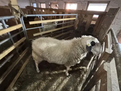 Zuchtwidder Kärntner Brillenschaf