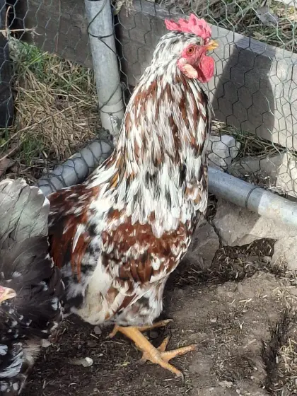 Schwedischer Blumenhahn