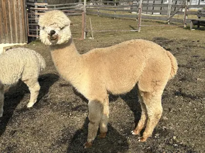 Alpaka Hengst, Wallach