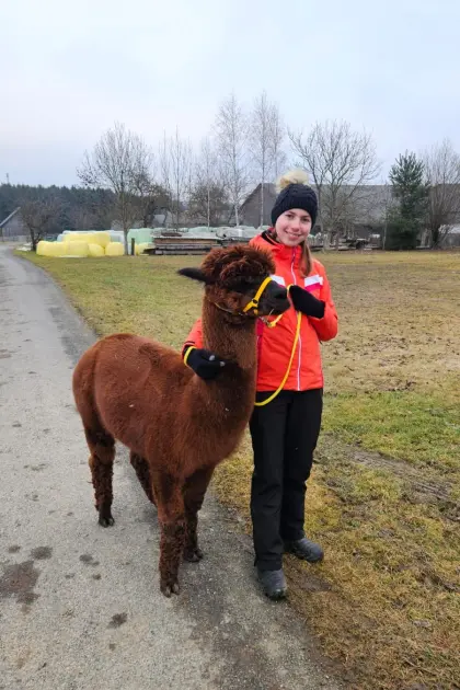 Hübscher Alpaka-Hengst Bueno, 5 Jahre, dunkelbraun