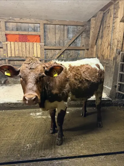 Gen. hornlose trächtige Original Pinzgauer Fleischkalbin