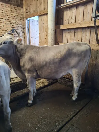 Brown Swiss Kalbin