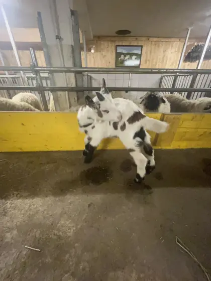 Tauernschecken Böcke