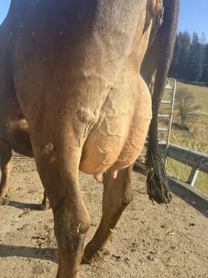 Verkaufe BS x RF Kreuzungs-Erstlingskuh