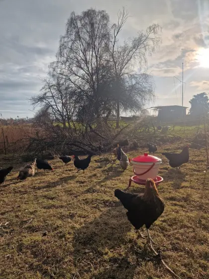 Hühner verschiedene Rasse gesucht