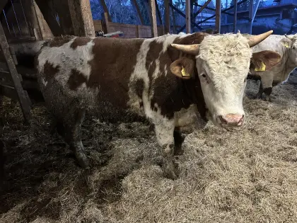 Zuchtstier FV Fleischrasse