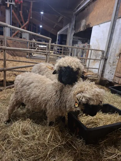 Walliser Schwarznasenschafe