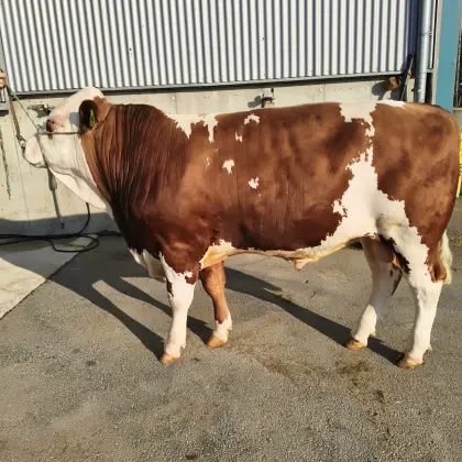 Zuchtstier Fleckvieh