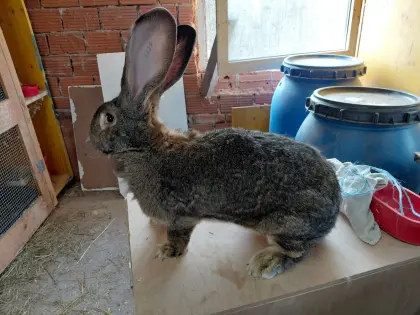 Riesen grau und weiß