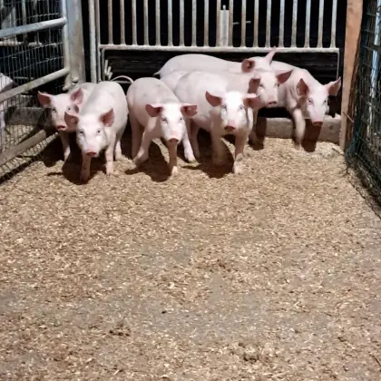 Bio-Ferkel