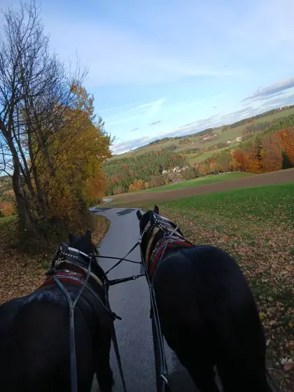 Verkaufe braven Noriker Wallach