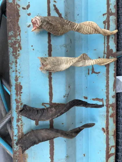 Zackelschafhörner für Perchtenmasken