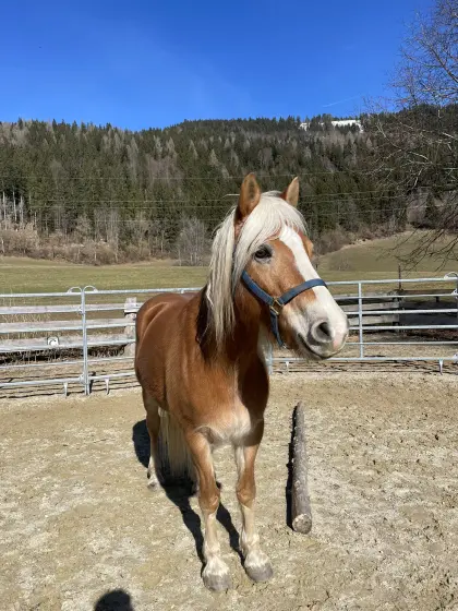 8-jährige Haflingerstute zu verkaufen