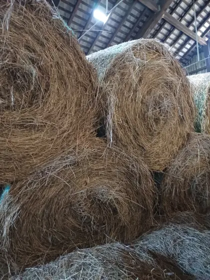 Heu Rundballen Pferd