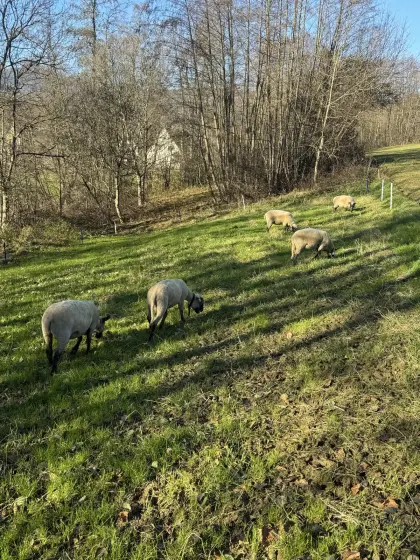 Reinrassige Shropshire