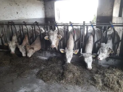 Kälbinen belegfähig Waldviertler Blondvieh