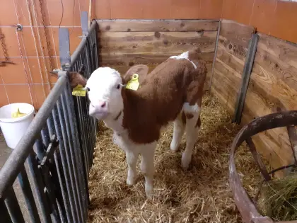 FV Zuchtkalb weiblich