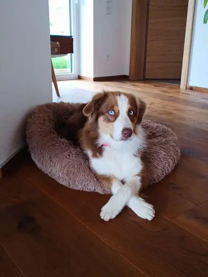 Australian Shepherd