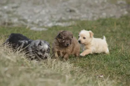 Mu-Chi (Mudi x Chihuahua) Welpen suchen ihren Lebensplatz