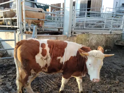 Verkaufe Fleckvieh-Kalbin