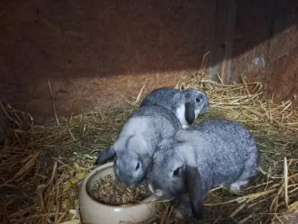 Zwergwidder und Meerschweinchen