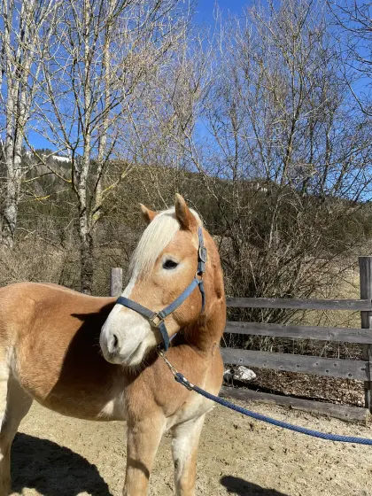4-jährige Haflingerwallache zu verkaufen