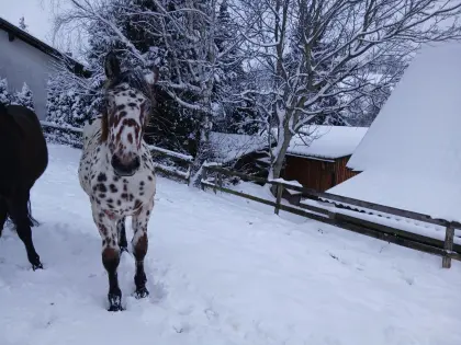 Tiger Jährlingshengst