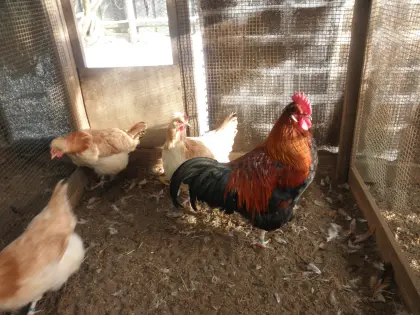 Sulmtalerhühner gold-weizenfarbig