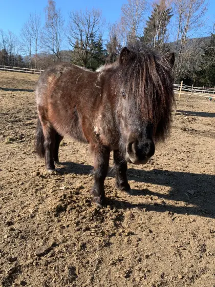 Beistellplatz für liebe 12-jährige Shetty-Stute Maja gesucht