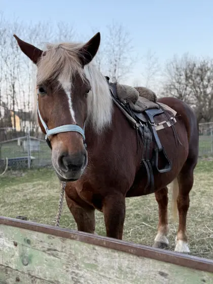 Hübsche 7-jährige Kaltblut Stute