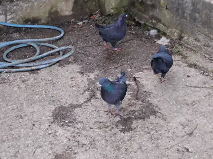 King-Tauben zu vergeben