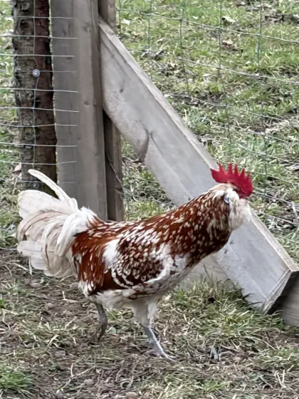 Thüringer Barthuhn Hähne