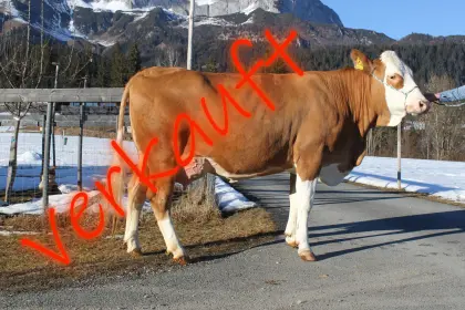 Top Elite Fleckviehkuh