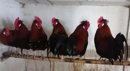 Altsteirer-Junghähne