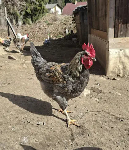 Junger Hahn, Junghähne